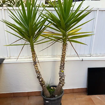 Ferias 2 Minutos Da *