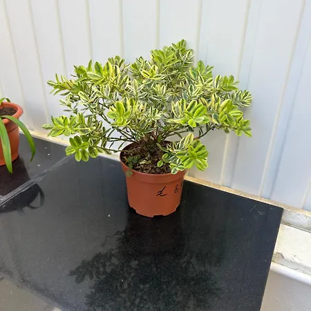 Apartamento Ferias 2 Minutos Da Costa da Caparica